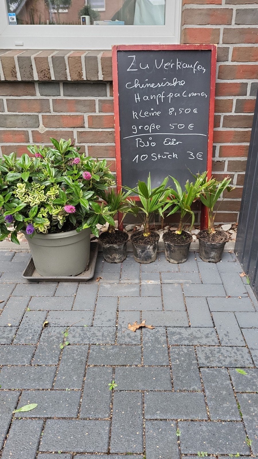 goedkoopste winterharde palmen van nederland, Tuin en Terras, Ophalen, Bloeit niet, Overige soorten, Volle zon