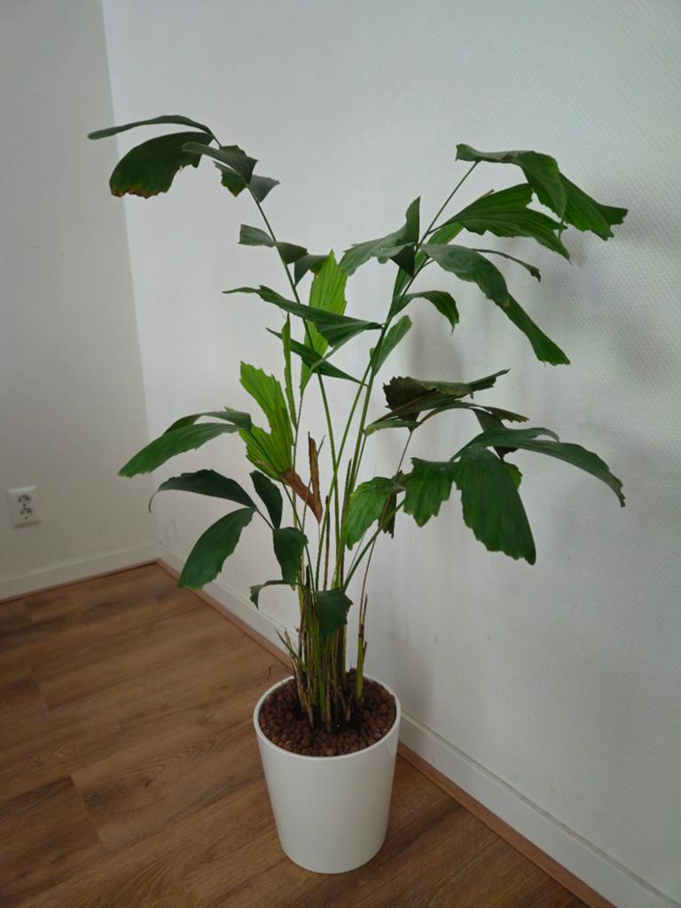 Vissenstaartpalm, Ophalen, Halfschaduw, 100 tot 150 cm