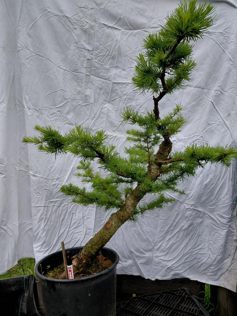 Bonsai starter Larix Kaempferi Japanse Larix, Tuin en Terras, Ophalen, Bloeit niet, Halfschaduw, Overige soorten