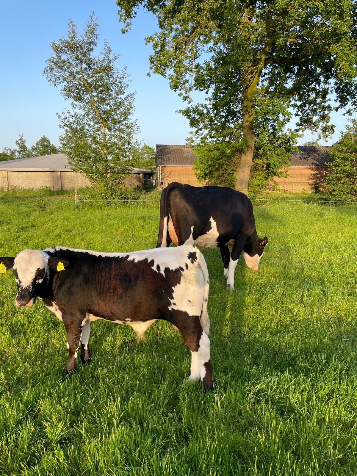 Te koop zoogstel met best stierkalf, Dieren en Toebehoren, Runderen, Mannelijk