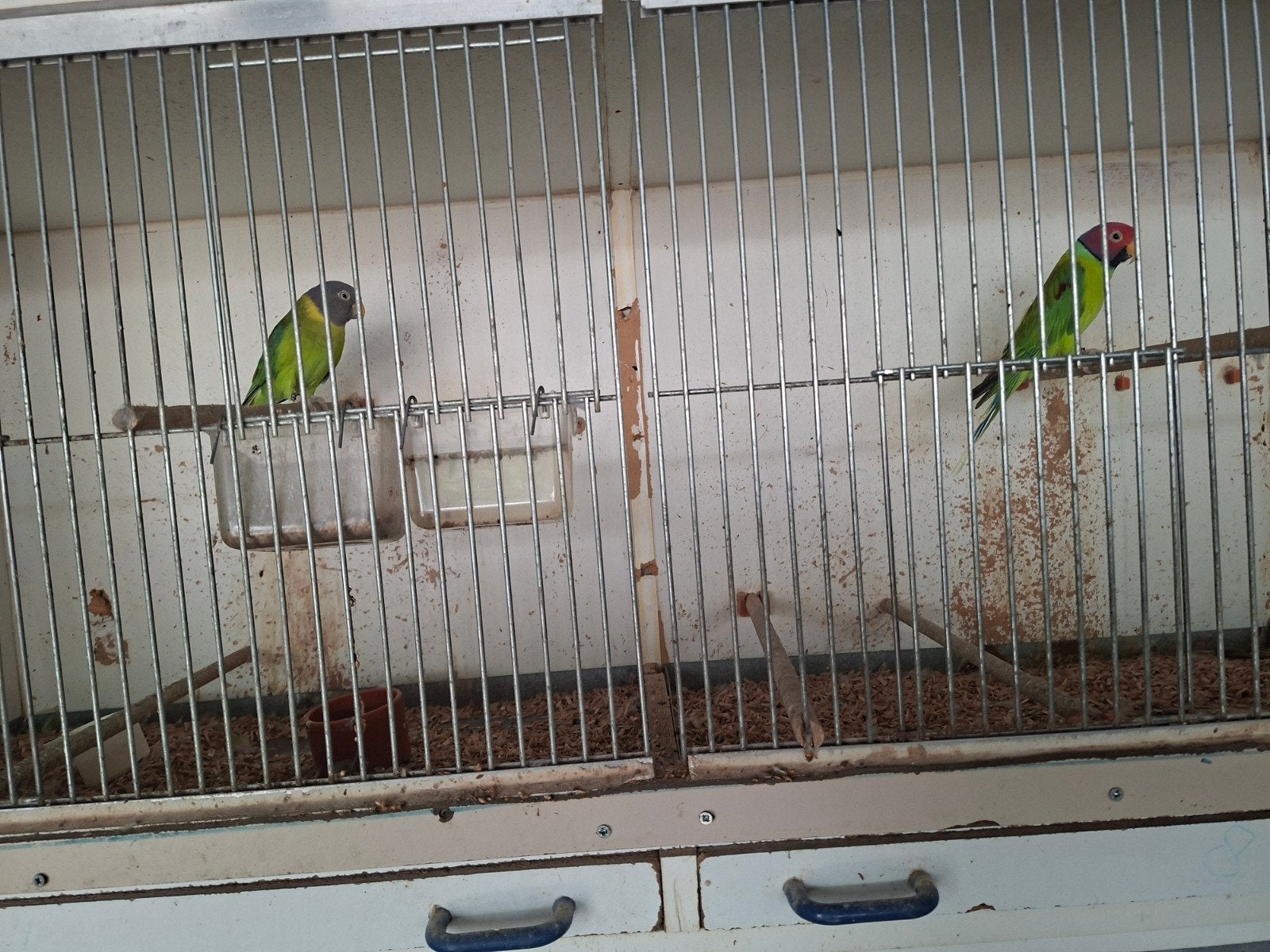 te koop kweekkoppel pruimkopparkieten, Dieren en Toebehoren, Vogels | Parkieten en Papegaaien, Meerdere dieren, Parkiet, Geringd