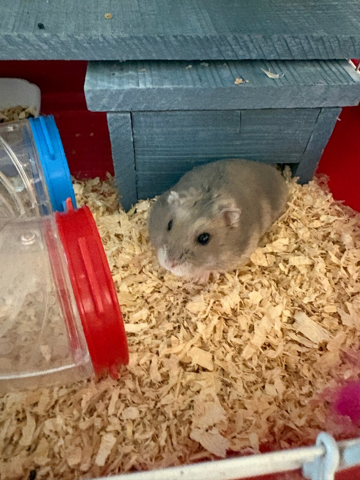 Hamster en kooi, Dieren en Toebehoren, Knaagdieren, September, Mannelijk, Hamster