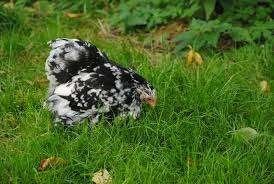 Cochin krielkippen., Dieren en Toebehoren, Pluimvee, Vrouwelijk, Kip