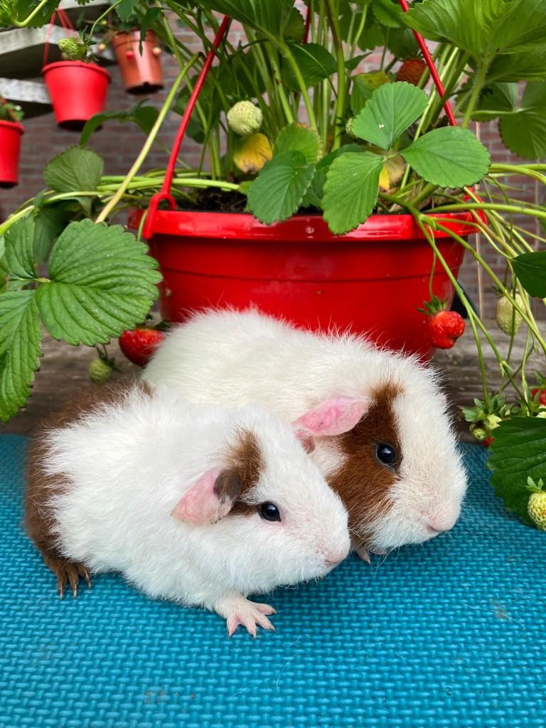 Cavia rex roodbont, Cavia, Februari, Meerdere dieren, Tam