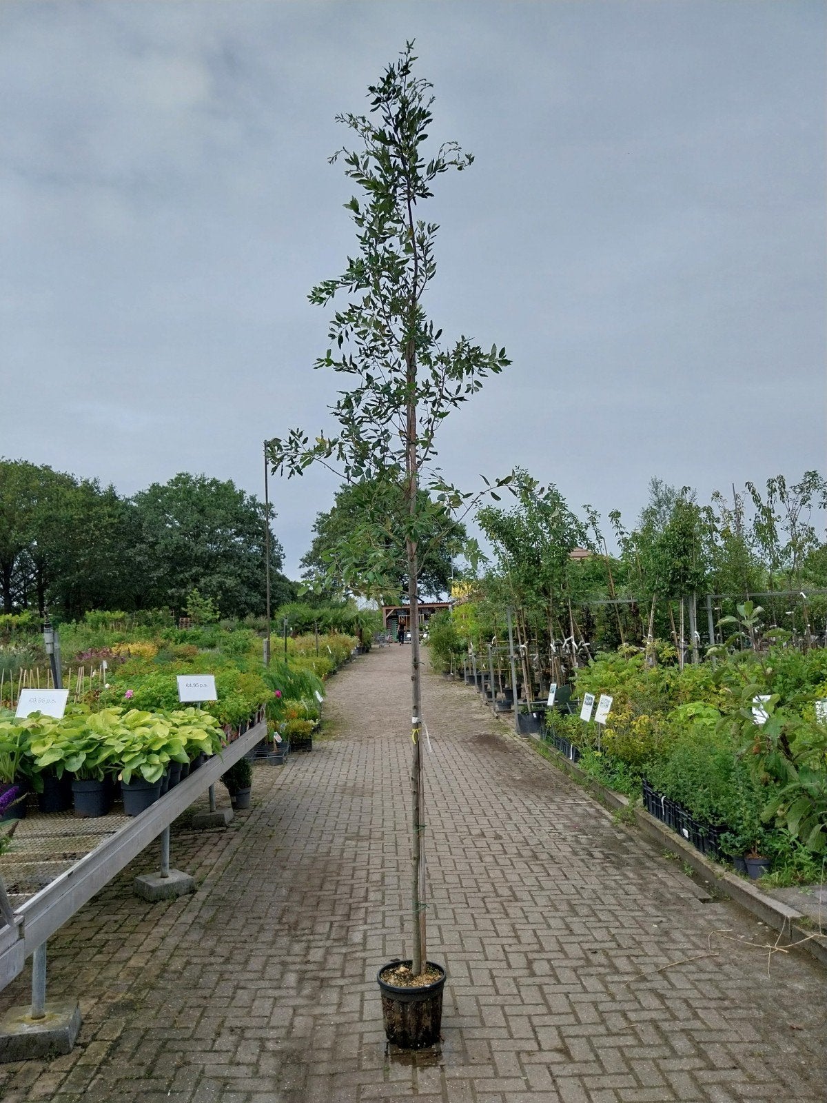 Steeneik (Quercus Ilex) - Wintergroene boom in pot, Tuin en Terras, Ophalen, In pot, Overige soorten