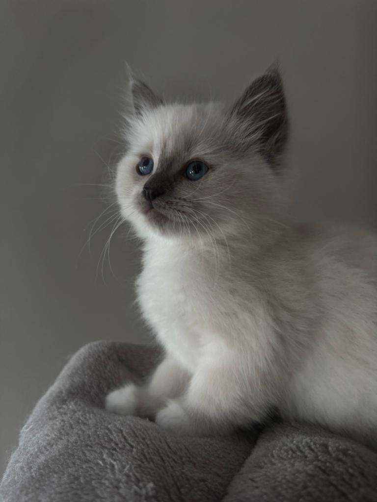 Ragdoll kittens raszuiver super knap ♥️, Dieren en Toebehoren, Meerdere dieren, Ontwormd, 0 tot 2 jaar