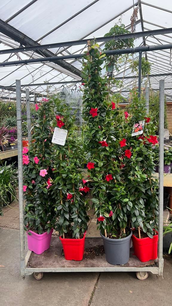 Mandeville-Sundaville 60-210 cm hoog vol bloem 2 plant/pot, Ophalen, Overige soorten, Volle zon