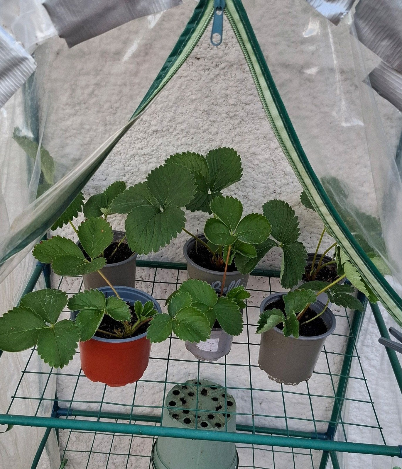 planten, Ophalen, Volle zon