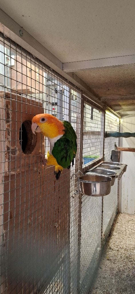 Roestkop Caiques jonkies, Meerdere dieren, Papegaai, Geringd