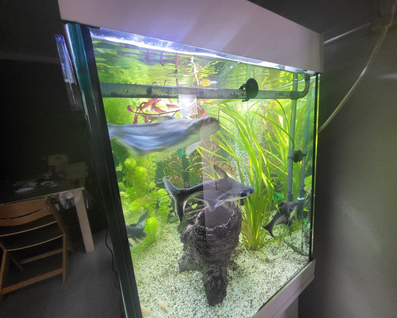 Pangasius haaien, Dieren en Toebehoren, Vis, Zoutwatervis, Schoolvis