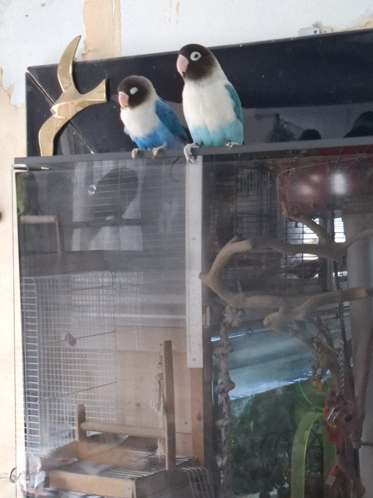 Agapornis Dwerg papegaai, Dieren en Toebehoren, Mannelijk, Dwergpapegaai of Agapornis, Geringd