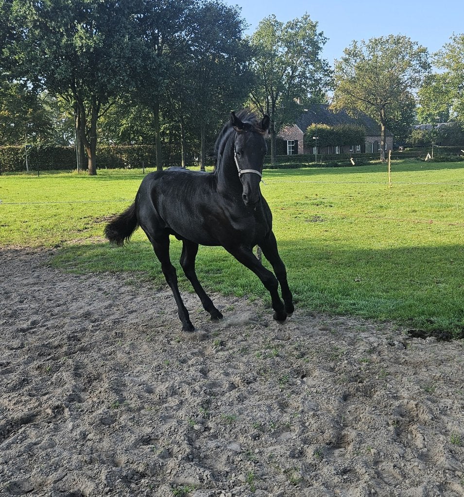 Arabo-Fries veulen, Minder dan 160 cm, Niet van toepassing, Dressuurpaard, Hengst