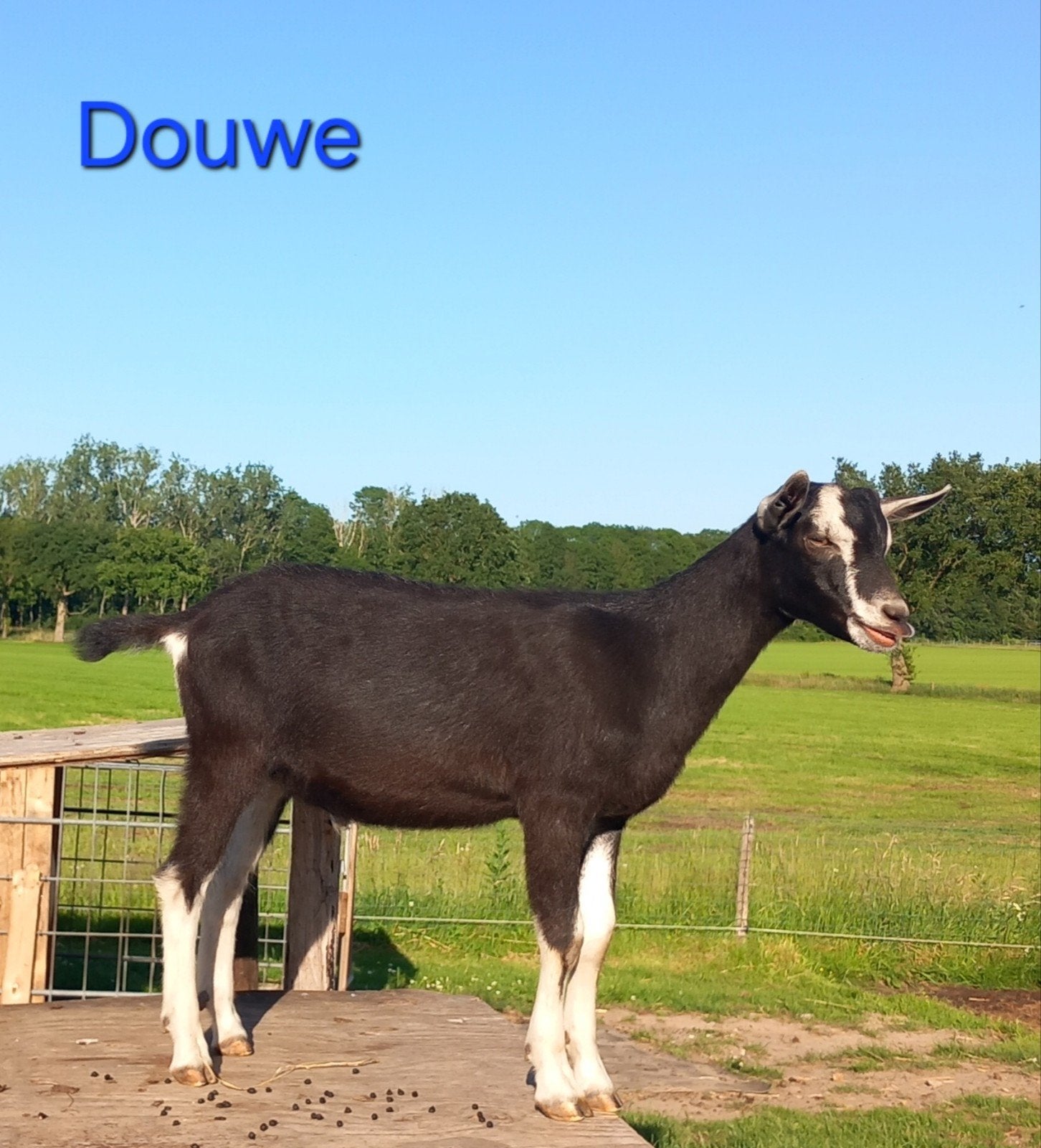 Mooie zuivere Alpine Toggenburger bokjes, Mannelijk, Geit