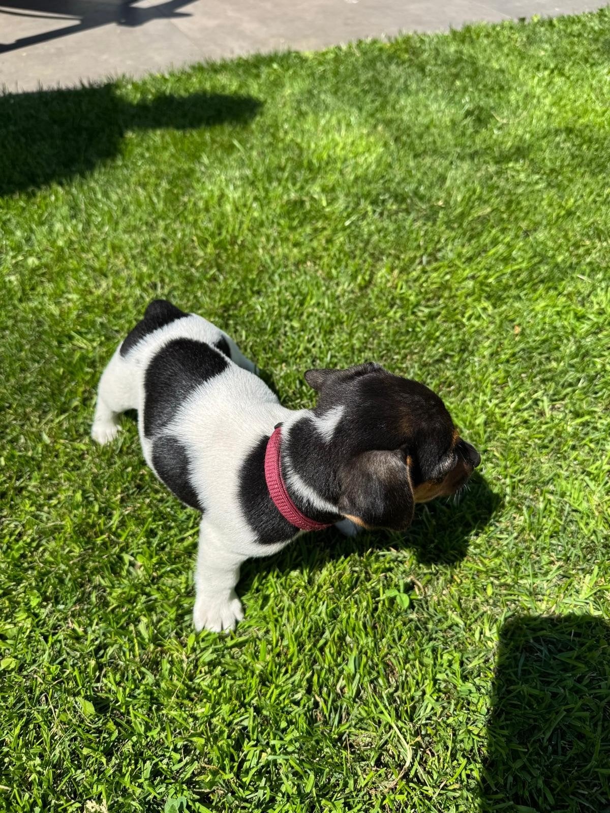 Schattige Jack russel pups, Dieren en Toebehoren, Jack Russell Terriër, 8 tot 15 weken, Meerdere, Meerdere dieren