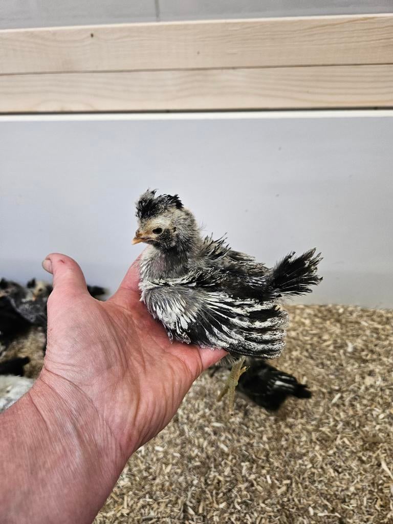 Kriel Padua/baardkuifhoen kuikens zilver zwart gezoomt., Dieren en Toebehoren, Pluimvee, Geslacht onbekend, Kip