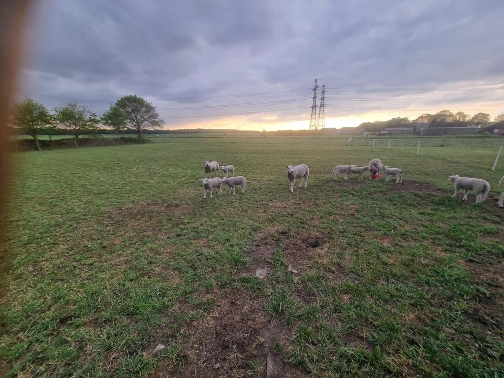 Schapen+lammeren / texelaar x swifter, Vrouwelijk, Schaap