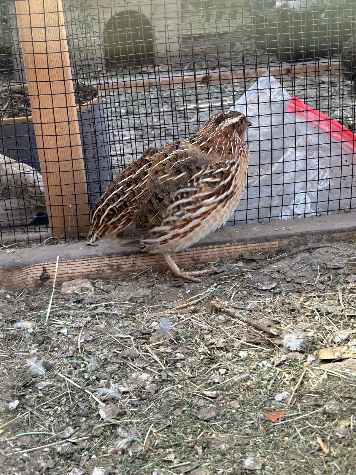 Jumbo kwartel Hanen, Dieren en Toebehoren, Vogels | Overige Vogels, Mannelijk, Tam