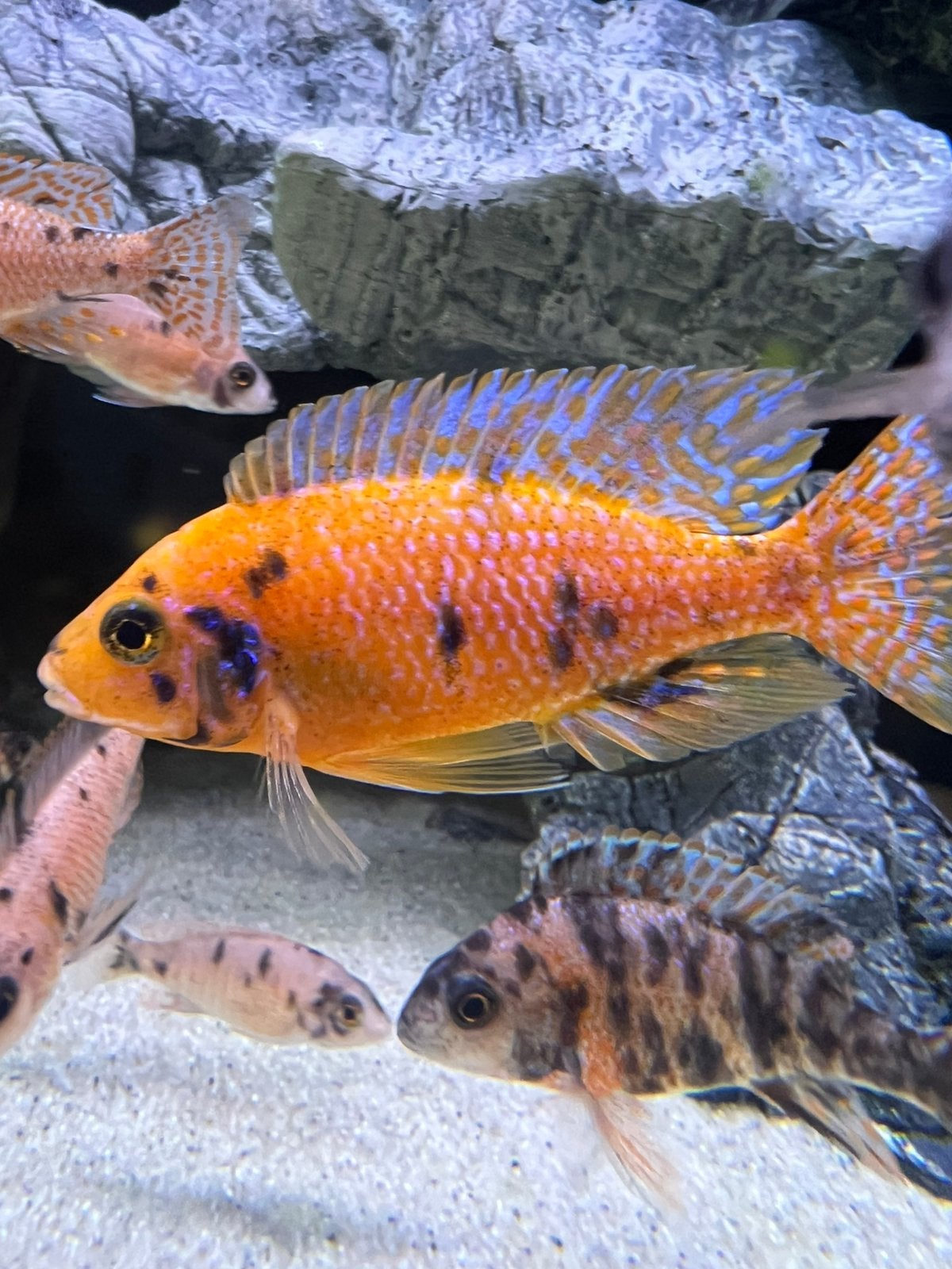 Aulonocara Platinum Tangerine OB (malawi), Vis