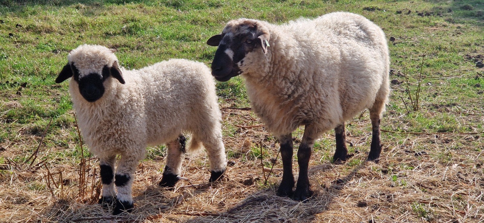 Walliser schwarznase, Vrouwelijk, Schaap