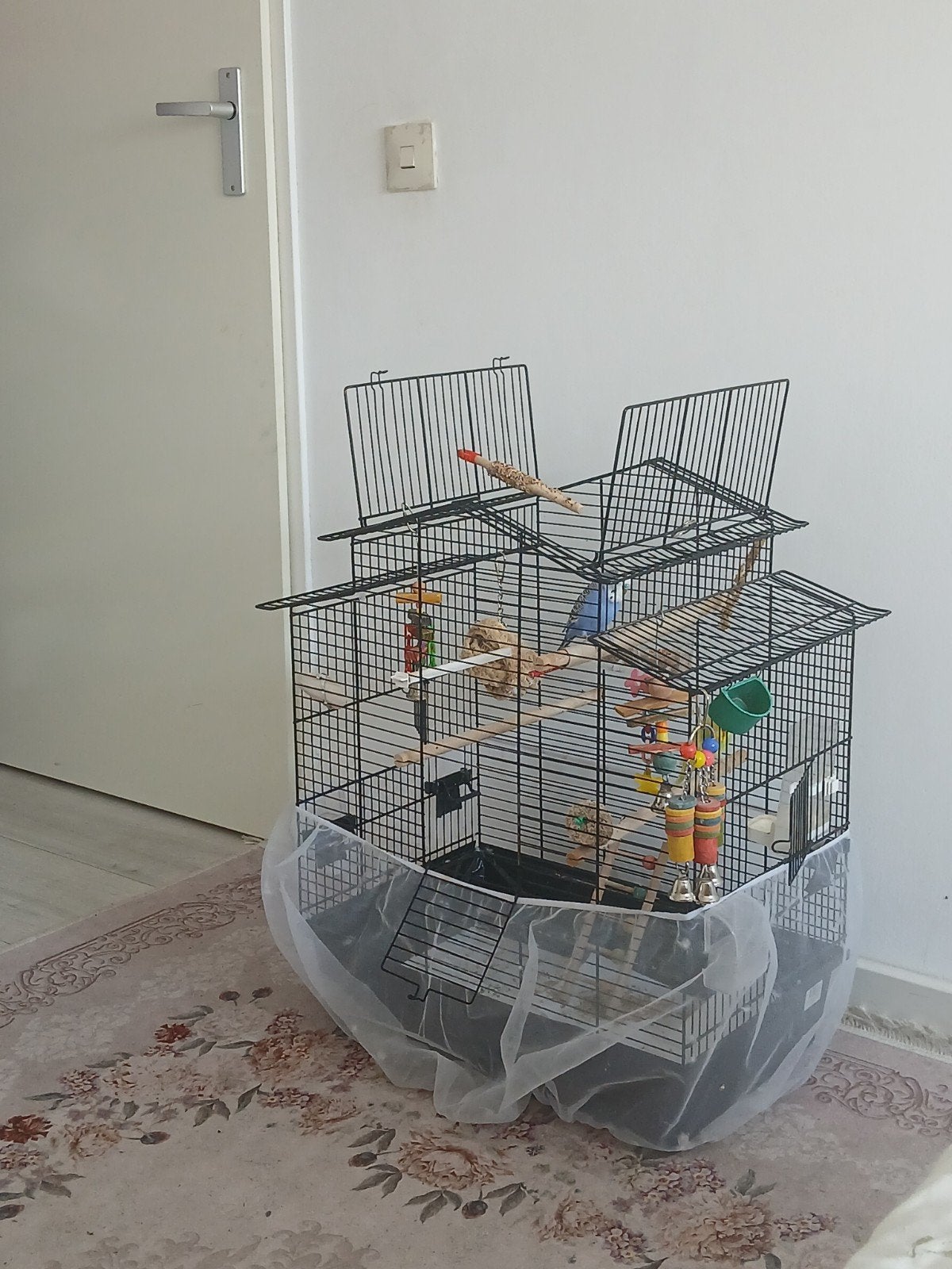 Lieve grasparkietjes, Dieren en Toebehoren, Vogels | Hokken en Kooien, Ophalen of Verzenden, Overige materialen, Overige typen