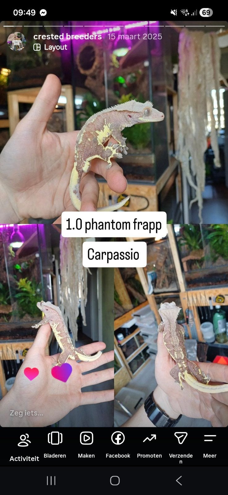 wimpergekkos phantom frapp koppel, 0 tot 2 jaar