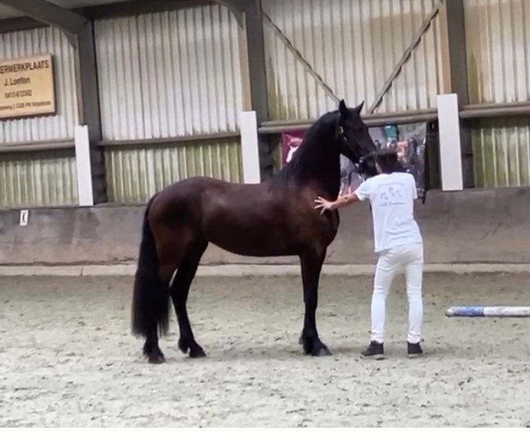 Arabo-fries merrie  4,688% Arabier · 95,313% Fries, Dieren en Toebehoren, Merrie, 160 tot 165 cm, Dressuurpaard, 0 tot 2 jaar