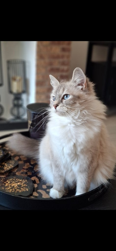 2 Ragdolls kittens zoeken een gouden mandje!, Dieren en Toebehoren, Geslacht onbekend, Ontwormd, 0 tot 2 jaar