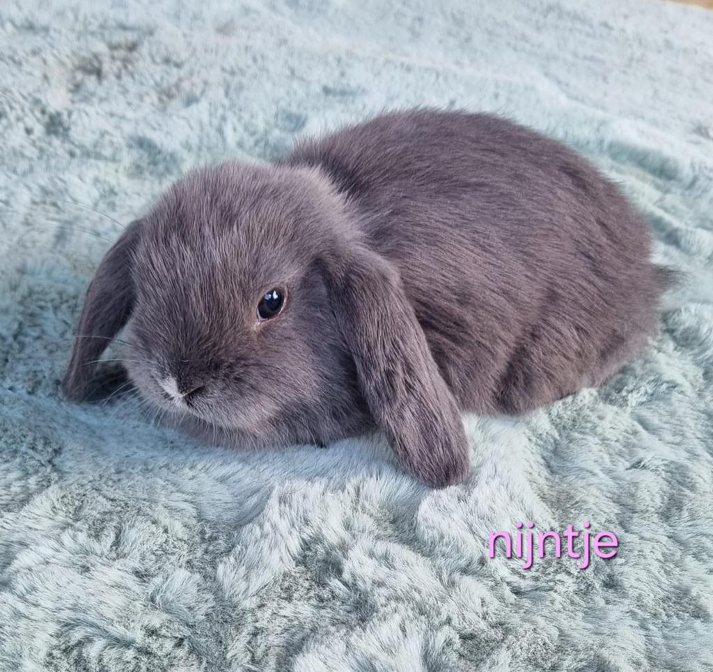 Jonge mini lops voedsters, Dieren en Toebehoren, Konijnen, Vrouwelijk, Groot