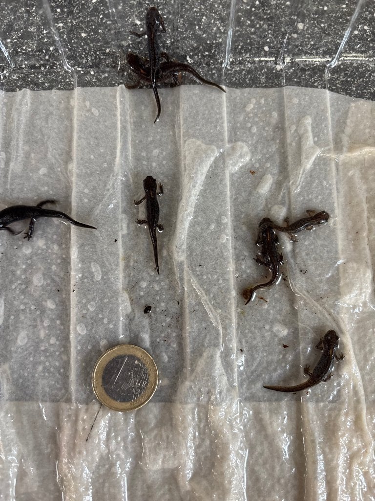 Ichthyosaura alpetris  Alpenwatersalamander, Amfibie, 0 tot 2 jaar