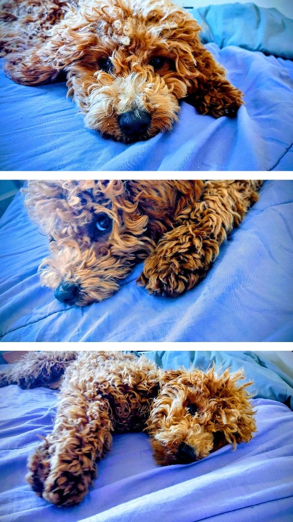 Gastgezin gezocht voor Bella en Saartje, Dieren en Toebehoren, Poedel, CDV (hondenziekte), 1 tot 2 jaar, Teef