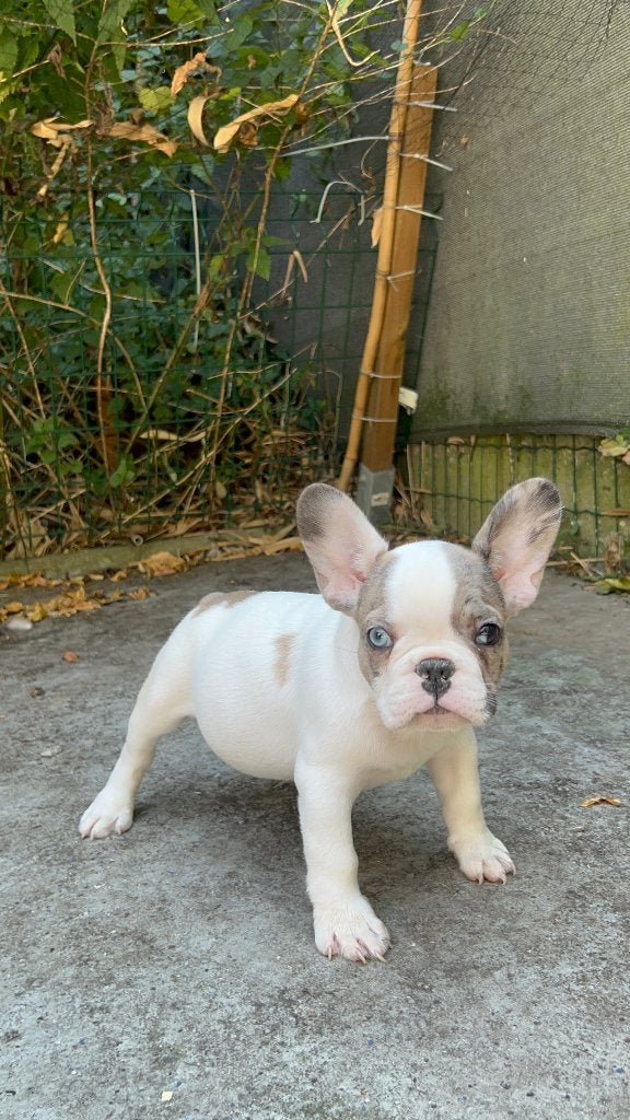 Franse Bulldog ouders aanwezig, Parvo, België, Particulier, 8 tot 15 weken