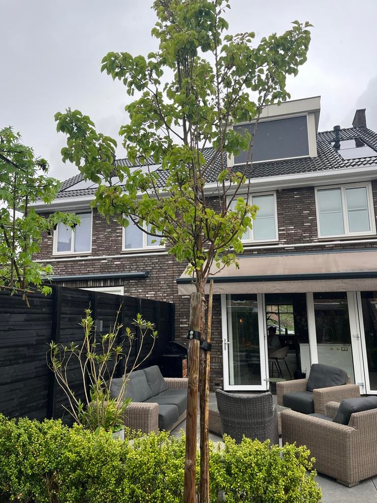 Jonge bomen, Tuin en Terras, Planten | Bomen, Overige soorten, Lente, 250 tot 400 cm, Ophalen
