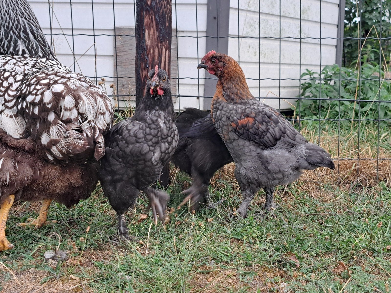 Jonge marans hanen, Dieren en Toebehoren, Pluimvee, Kip, Mannelijk