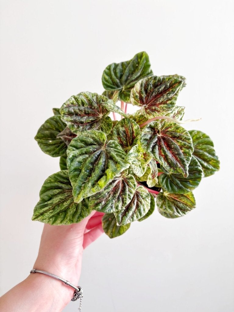 Peperomia Buenos Aires Variegata stekje, Ophalen of Verzenden, Halfschaduw, Minder dan 100 cm