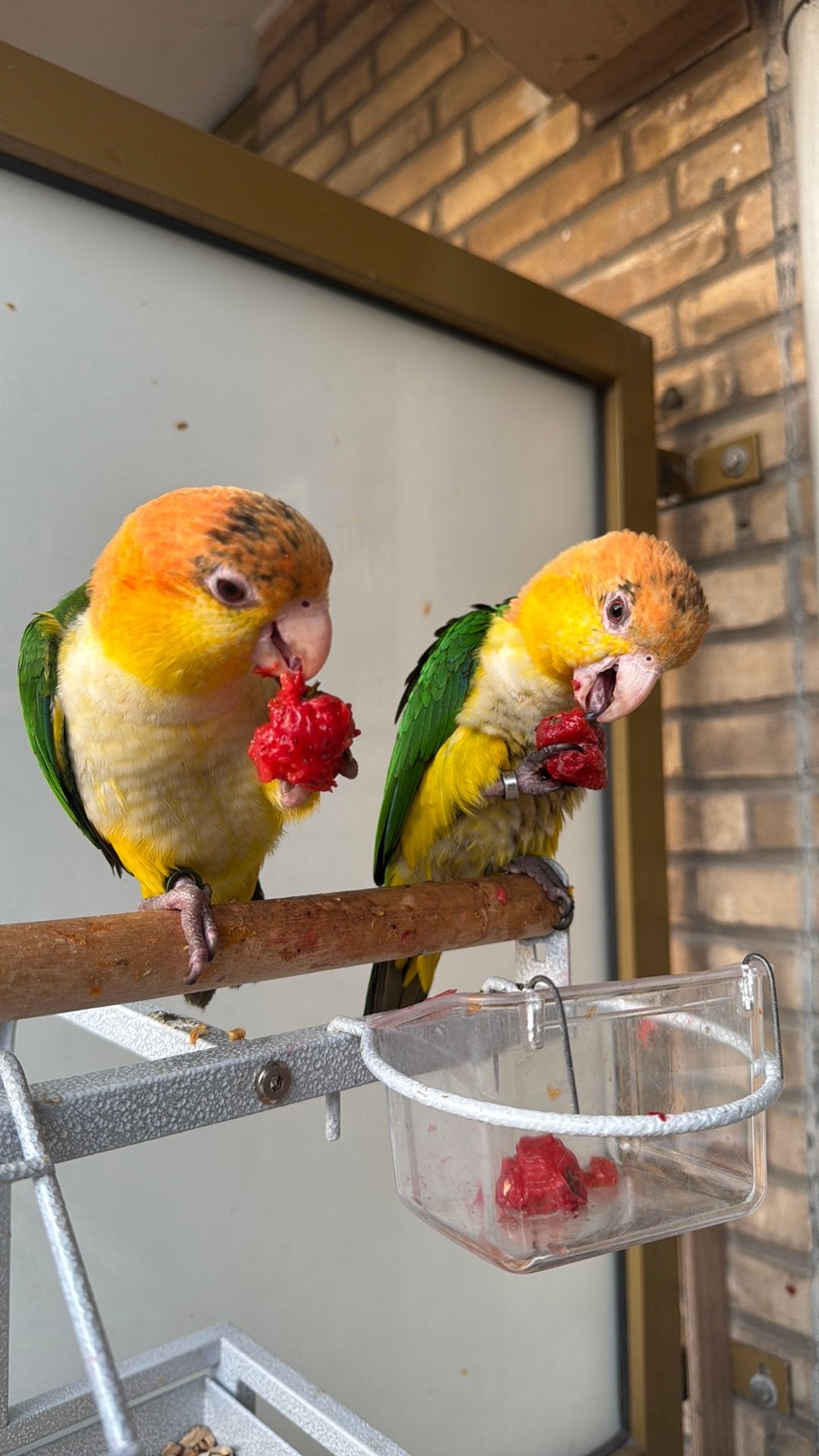 Twee lieve Baby kople roestkope caique, Meerdere dieren, Papegaai, Tam