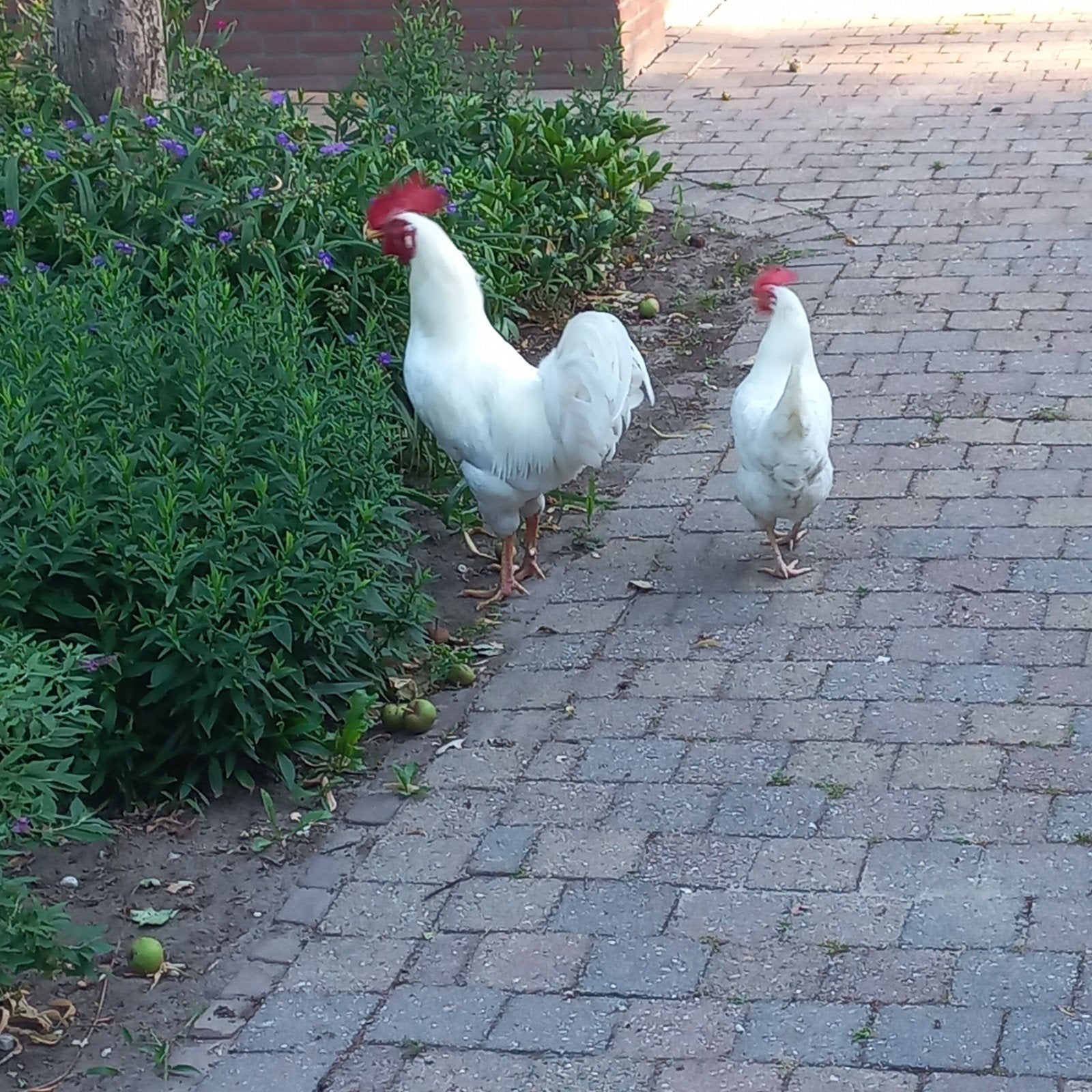 Mooi witte haan, Dieren en Toebehoren, Pluimvee, Mannelijk, Kip
