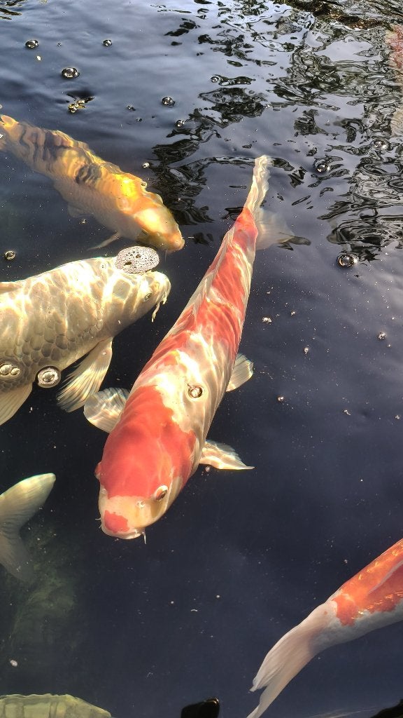 Japanse Kohaku., Karper of Koi