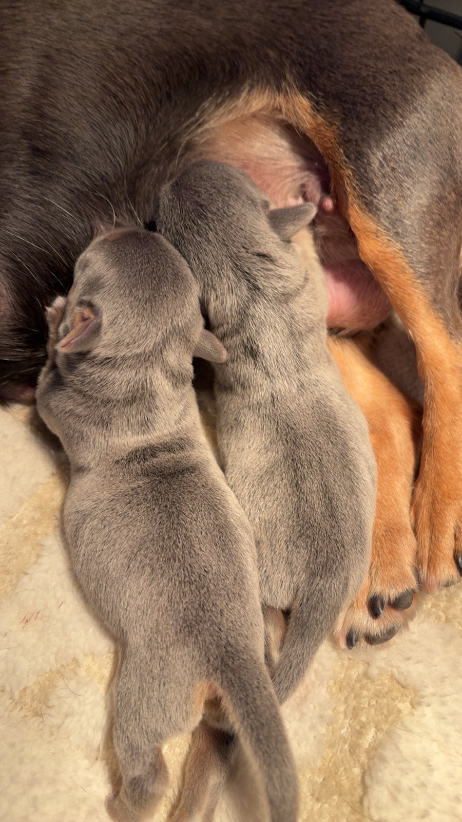 Blue and Tan jack russel pups, Dieren en Toebehoren, Jack Russell Terriër, Reu, 8 tot 15 weken, Meerdere