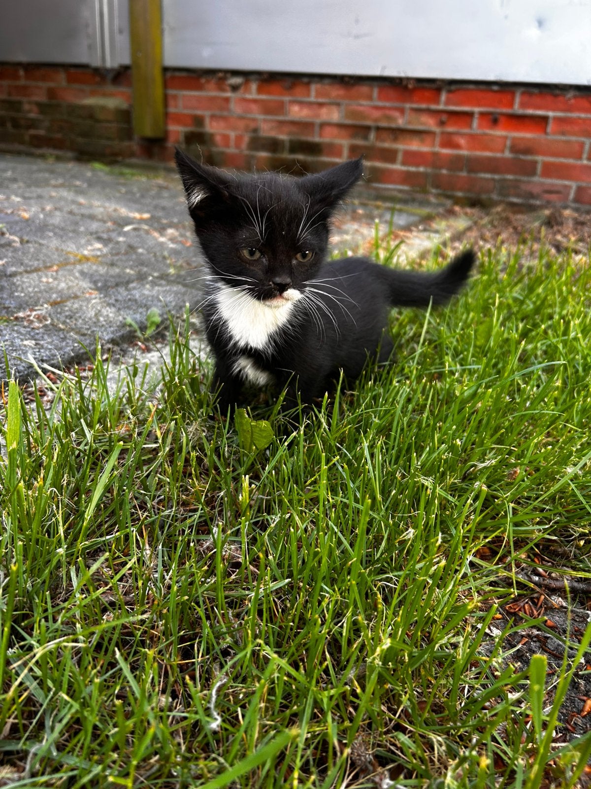 Schatigge kitten, moet weg!, Meerdere dieren