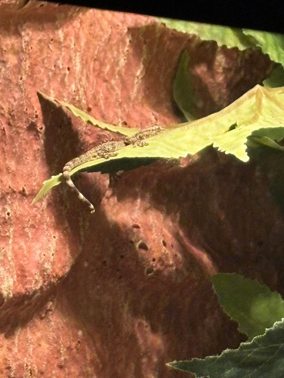 Gecko met terrarium Leopard Gecko - unknown for sale from Janita Landsman