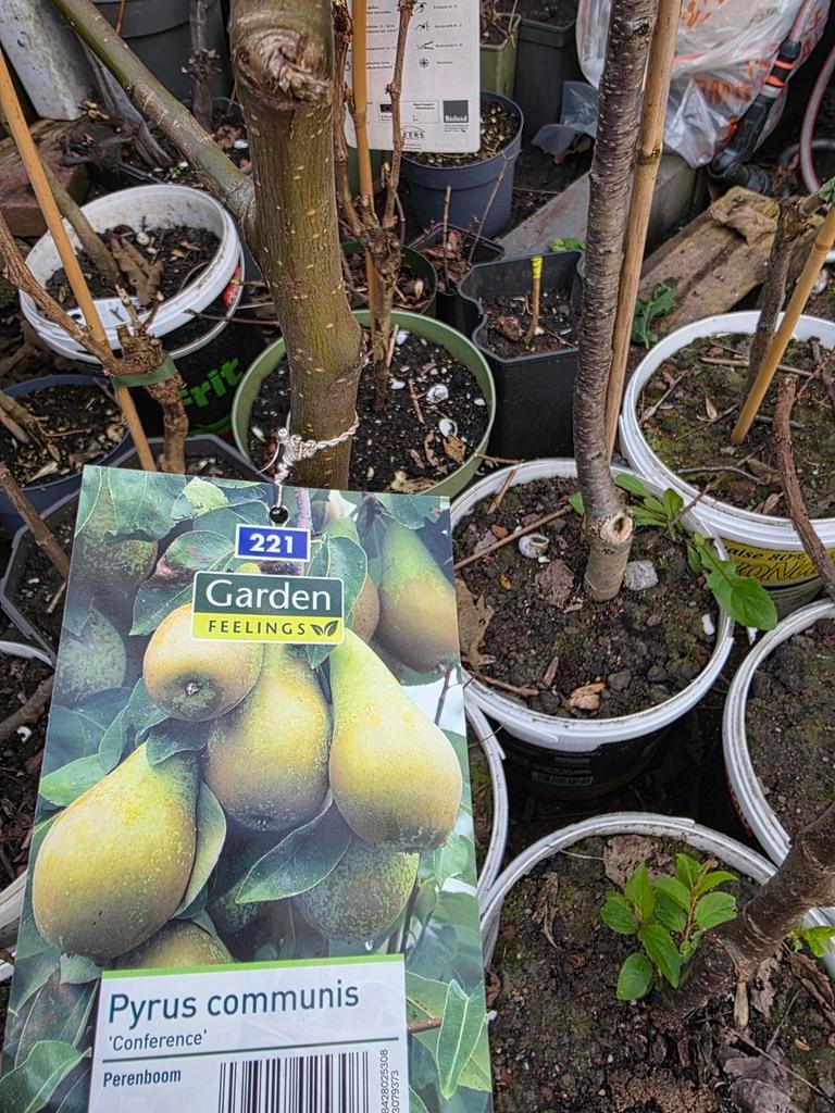 perenboom, Ophalen