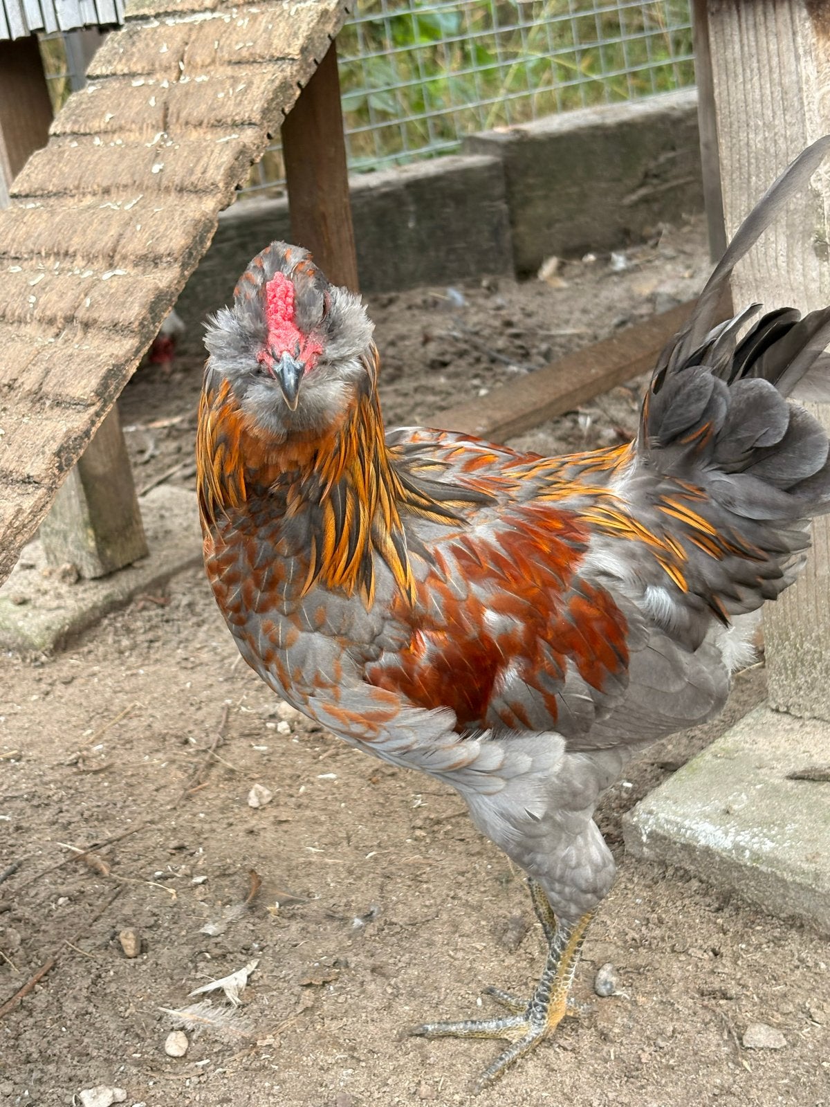 Gratis af te halen haantjes, Dieren en Toebehoren
