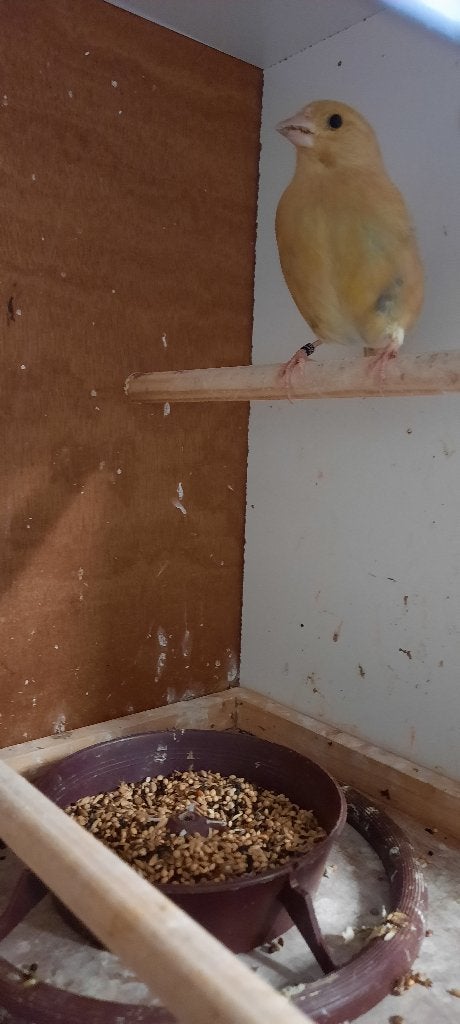 Koppel Bruine groenlingen, Dieren en Toebehoren, Meerdere dieren, Wildzangvogel, Geringd