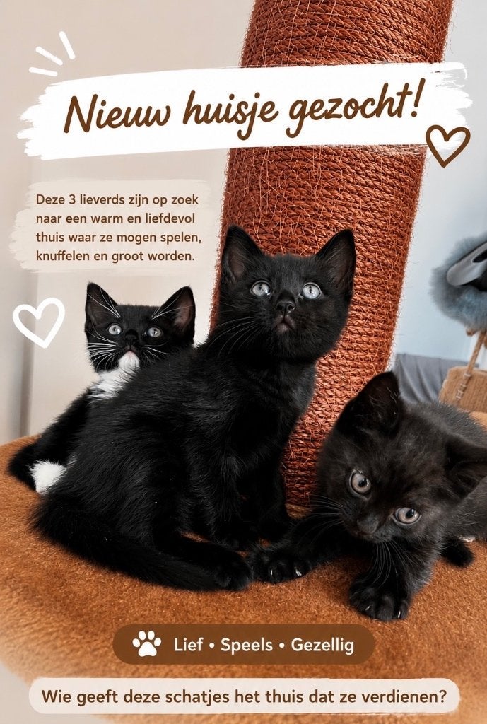 Kittens, Meerdere dieren, Ontwormd, 0 tot 2 jaar