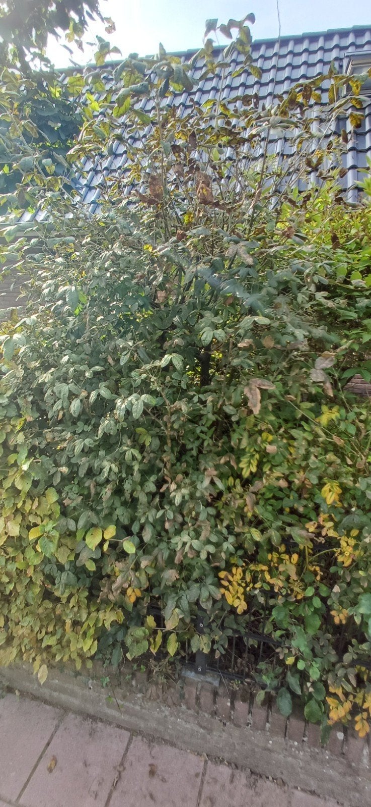 Gratis 3 x Grote struik voor tuin of border, Tuin en Terras, Ophalen