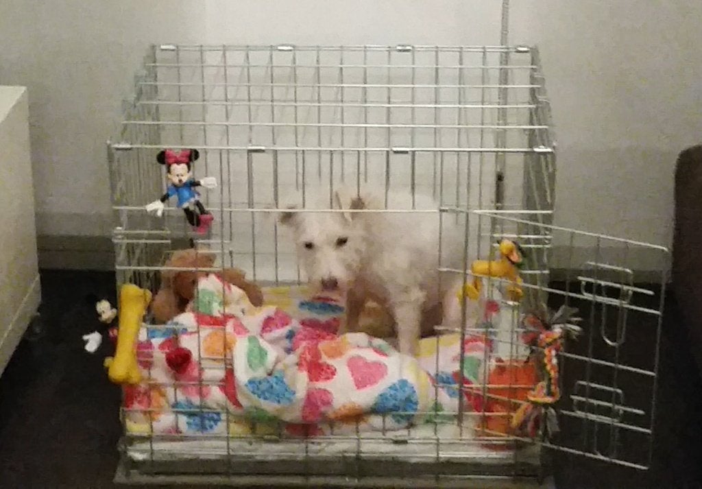 Te koop: hondenbench, Dieren en Toebehoren, Ophalen, Zo goed als nieuw