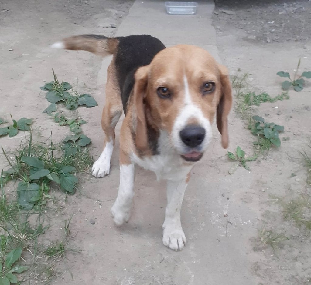 DENNIE, SCHAT VAN EEN BEAGLE, REUTJE ZOEKT THUIS, Particulier, Reu, Buitenland, Eén hond