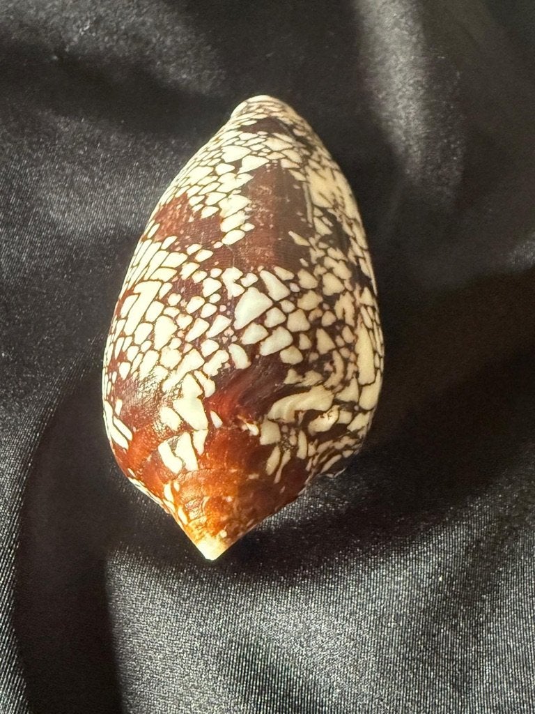 schelp Vonus Aulicus - 108mm, Verzamelen, Ophalen of Verzenden, Schelp(en)