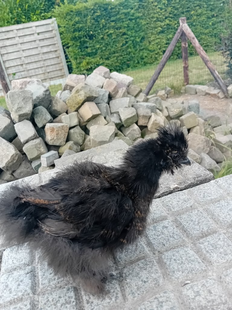 Zijdehoen kuiken♀️🐤, Dieren en Toebehoren, Geslacht onbekend, Kip