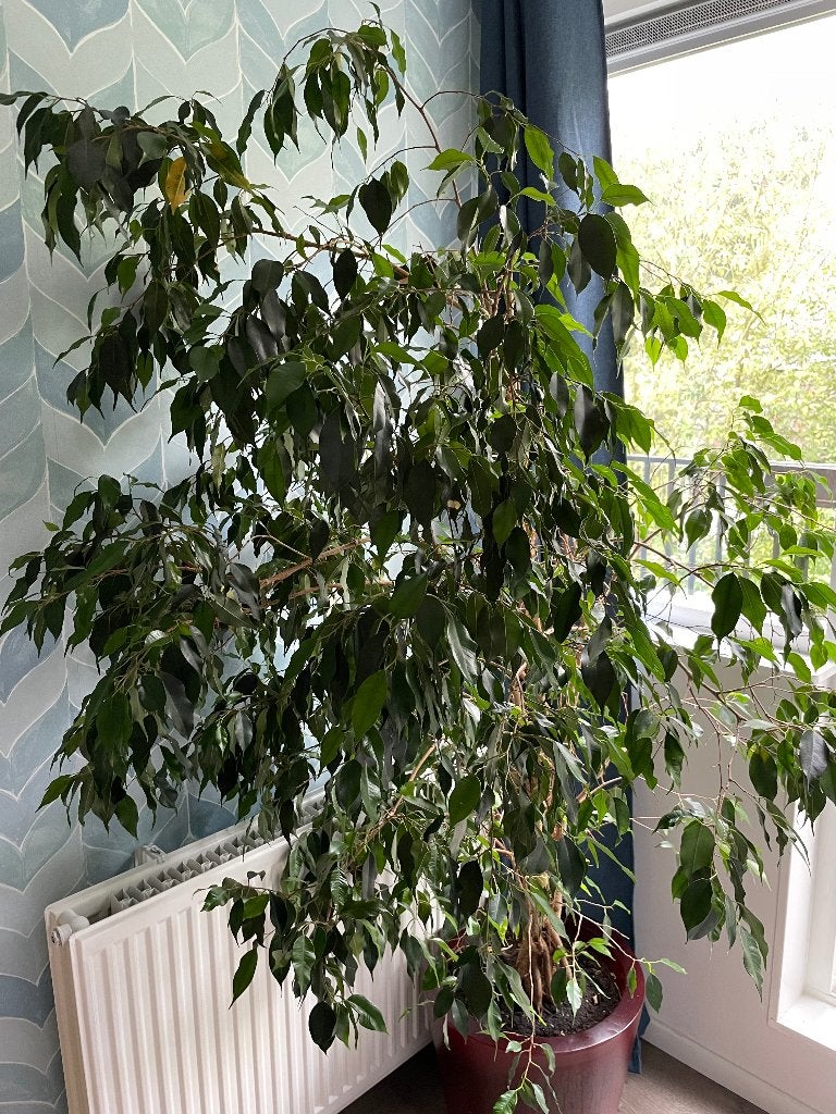Ficus Benjamina 1.75 hoog, Ophalen, Ficus, Halfschaduw, 150 tot 200 cm